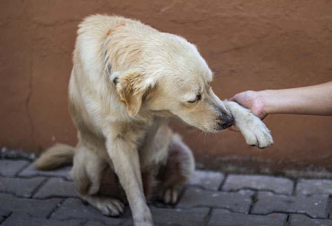 Manejo del dolor en perros y gatos a domicilio: señales, tratamiento y bienestar animal